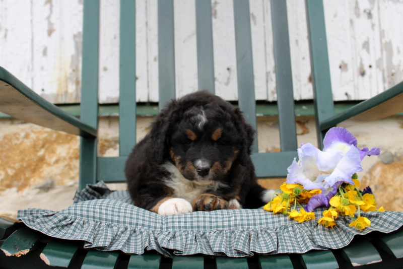puppy, for, sale, Mini Bernedoodle F2, Matthew B. Stoltzfus, dog, breeder, Gap, PA, dog-breeder, puppy-for-sale, forsale, nearby, find, puppyfind, locator, puppylocator, aca
